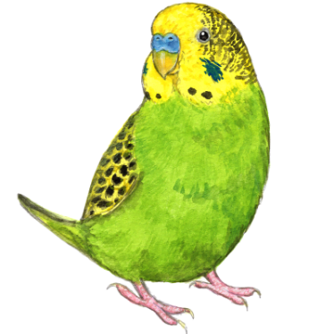 オウム目・インコ科