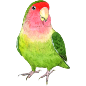 オウム目・インコ科