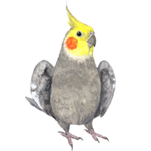 オウム目・オウム科