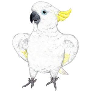 オウム目・オウム科