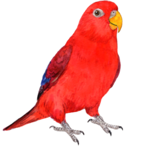 オウム目・ヒインコ科