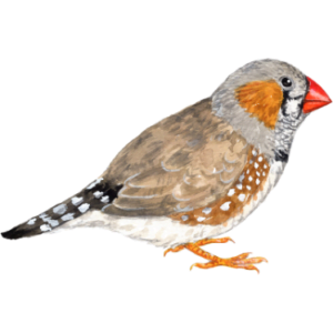 スズメ目（フィンチ）