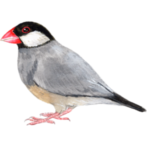 スズメ目（フィンチ）